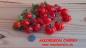 Preview: Akkordeon Cherry rot (Accordeon Cherry)