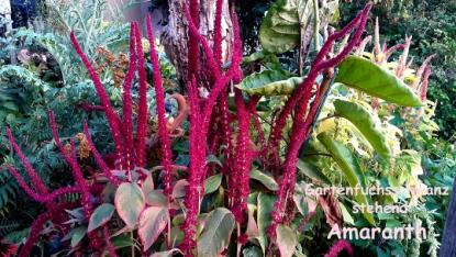 Amaranth rot – Gartenfuchsschwanz