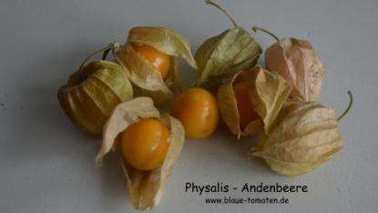 Andenbeeren - Physalis