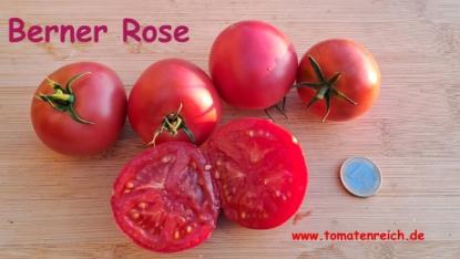 Berner Rose - rosarote Stabtomate