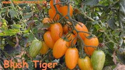 Blush Tiger - orange Flaschentomate mit Streifen