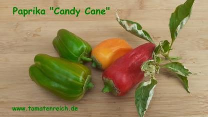 Candy Cane rot (panaschierter Paprika)