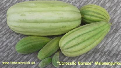 Carosello Barese - Melonengurke