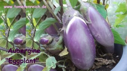Aubergine "Eggplant - Eierfrucht"