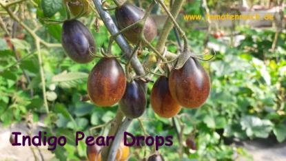 Indigo Pear Drops