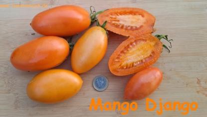 Mango Django - orangene Flaschentomate