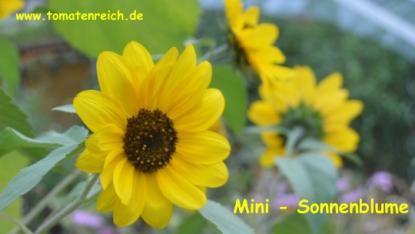 Zwerg-Sonnenblume