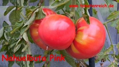 Nahuelbuta Pink - rosa-rote Fleischtomate