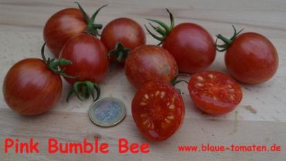 Pink Bumble Bee - Pinkrote-gelb gestreifte Cherrytomate