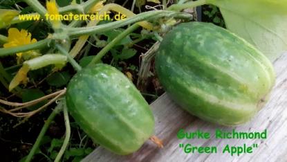 Richmond Gurke "Green Apple"