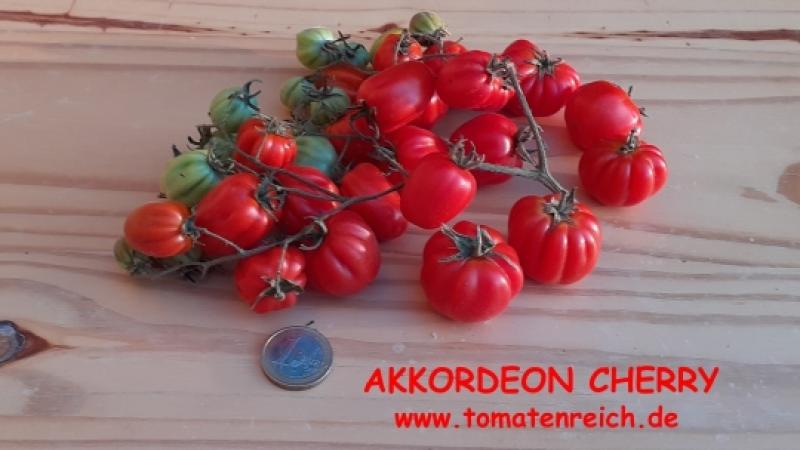 Akkordeon Cherry rot (Accordeon Cherry)