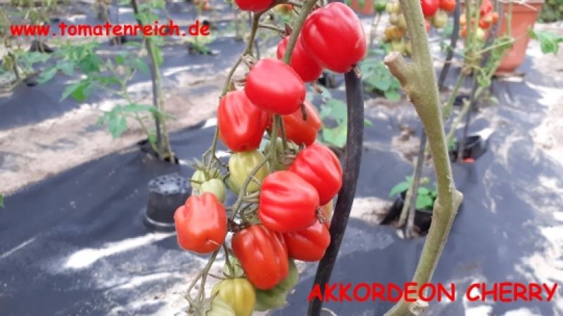 Akkordeon Cherry rot (Accordeon Cherry)
