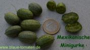 Mexikanische Mini-Gurken