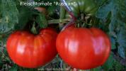 Red Russian - Roter Russe - Rote Riesenfleischtomate