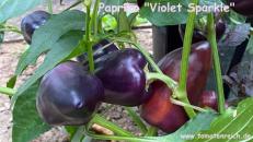 "Violet Sparkle“ - Paprika gestreift