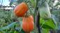 Preview: California Tulip - Kalifornische Tulpe