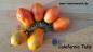 Preview: California Tulip - Kalifornische Tulpe