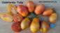Preview: California Tulip - Kalifornische Tulpe