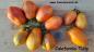 Preview: California Tulip - Kalifornische Tulpe