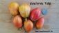 Preview: California Tulip - Kalifornische Tulpe
