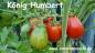Preview: "König Humbert" Tomate