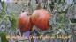 Preview: Marsha's Starfighter Tomate