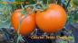 Preview: Coastal Pride Orange - Dwarf Tomate