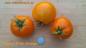 Preview: Coastal Pride Orange - Dwarf Tomate