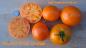 Preview: Coastal Pride Orange - Dwarf Tomate