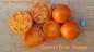 Preview: Coastal Pride Orange - Dwarf Tomate