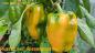 Preview: Russischer gelber Riesenpaprika