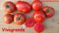 Preview: Vivagrande - Freiland-Fleischtomate
