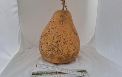 Kalebasse mit Bauch und Hals  28 cm Typ  "Kettle Gourd" - "Birne"