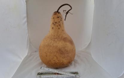 Kalebasse mit Bauch und Hals  38 cm Typ  "Riesen - Kettle Gourd"