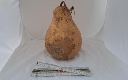 Preview: Kalebasse mit Bauch und Hals  26 cm Typ  "Kettle Gourd"