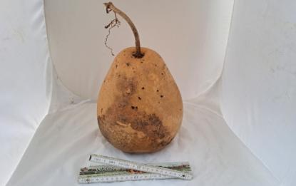 Preview: Kalebasse mit Bauch und Hals  27 cm Typ  "Kettle Gourd"