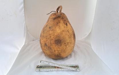 Preview: Kalebasse mit Bauch und Hals  29 cm Typ  "Kettle Gourd" - "Birne"