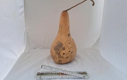 Kalebasse mit Bauch und Hals 30 cm Typ   "Bianca"