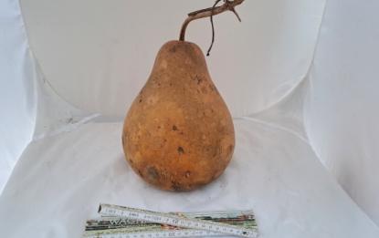 Preview: Kalebasse mit Bauch 22 cm Typ  "Kettle Gourd"