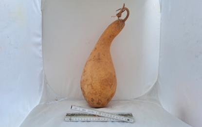 Kalebasse mit Bauch und Hals 40  cm Typ  "Long Bianca - Kettle Gourd"