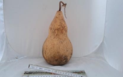 Kalebasse mit Bauch & Kopf, Typ "Xiaohulu"  28 cm