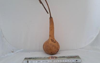 Kalebasse mit Bauch und Hals  20 cm Typ  "Bianca"