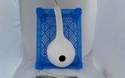 Kalebasse mit Bauch und Hals 42 cm Typ  "Bianca", grundiert