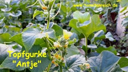 Preview: Topfgurke Antje