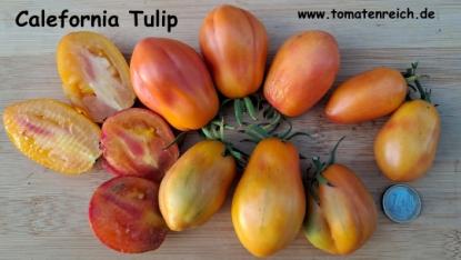 Preview: California Tulip - Kalifornische Tulpe