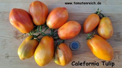 California Tulip - Kalifornische Tulpe