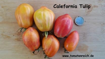 California Tulip - Kalifornische Tulpe