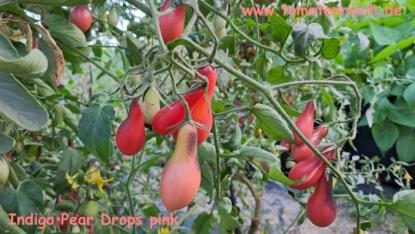 Preview: Indigo Pear Drops Pink