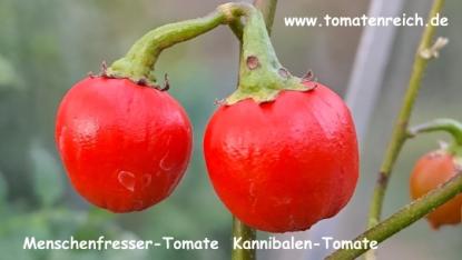 Preview: Menschenfressertomate - Kannibalen-Tomate