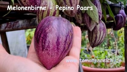 Pepino Paars - violette Melonenbirne